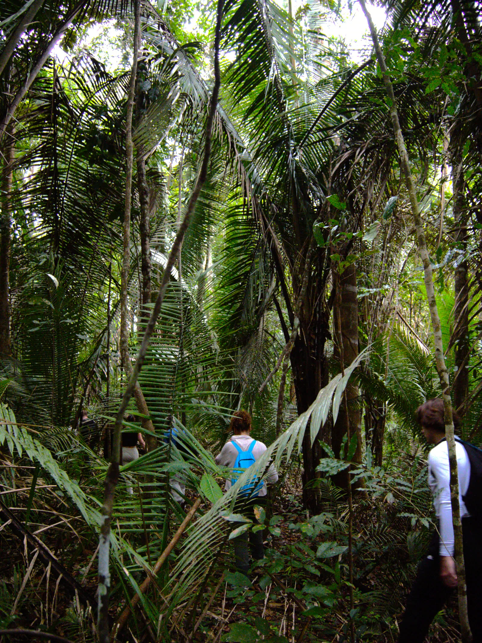 Trekker with a guide crossing a jungle stream deep in the rainforest