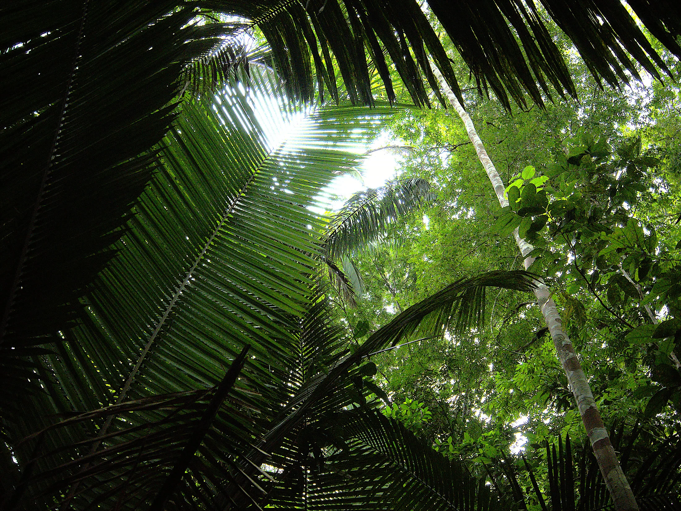 Trekkers wading a jungle stream deep in the Amazon rainforest