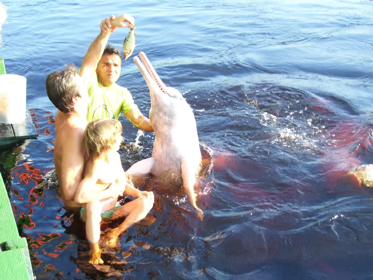 Pink river dolphin beside the boat
