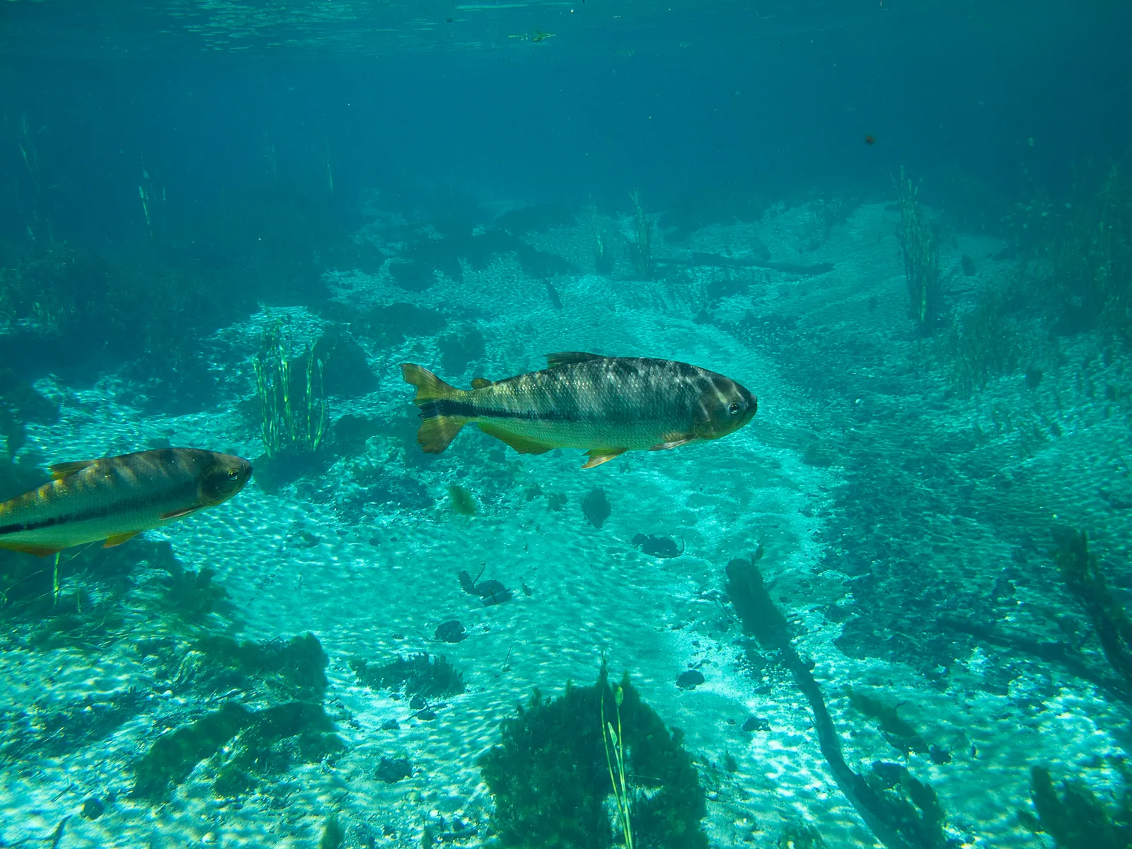 The clear water of the Rio Sucuri in Bonito with water plants visible on the riverbed