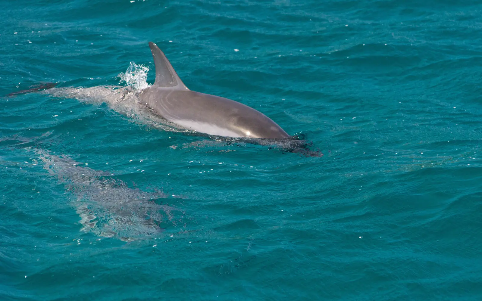 Spinner dolphin surfacing in the clear water off Fernando de Noronha