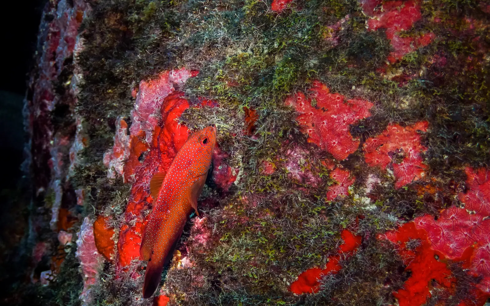 Coney fish over a sponge-covered reef wall in the Fernando de Noronha marine park