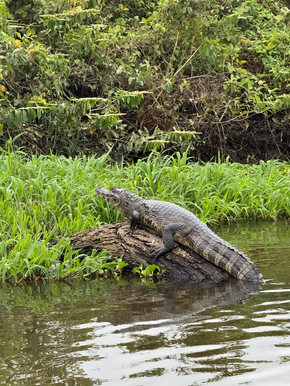 A caiman resting on a log at the edge of a river