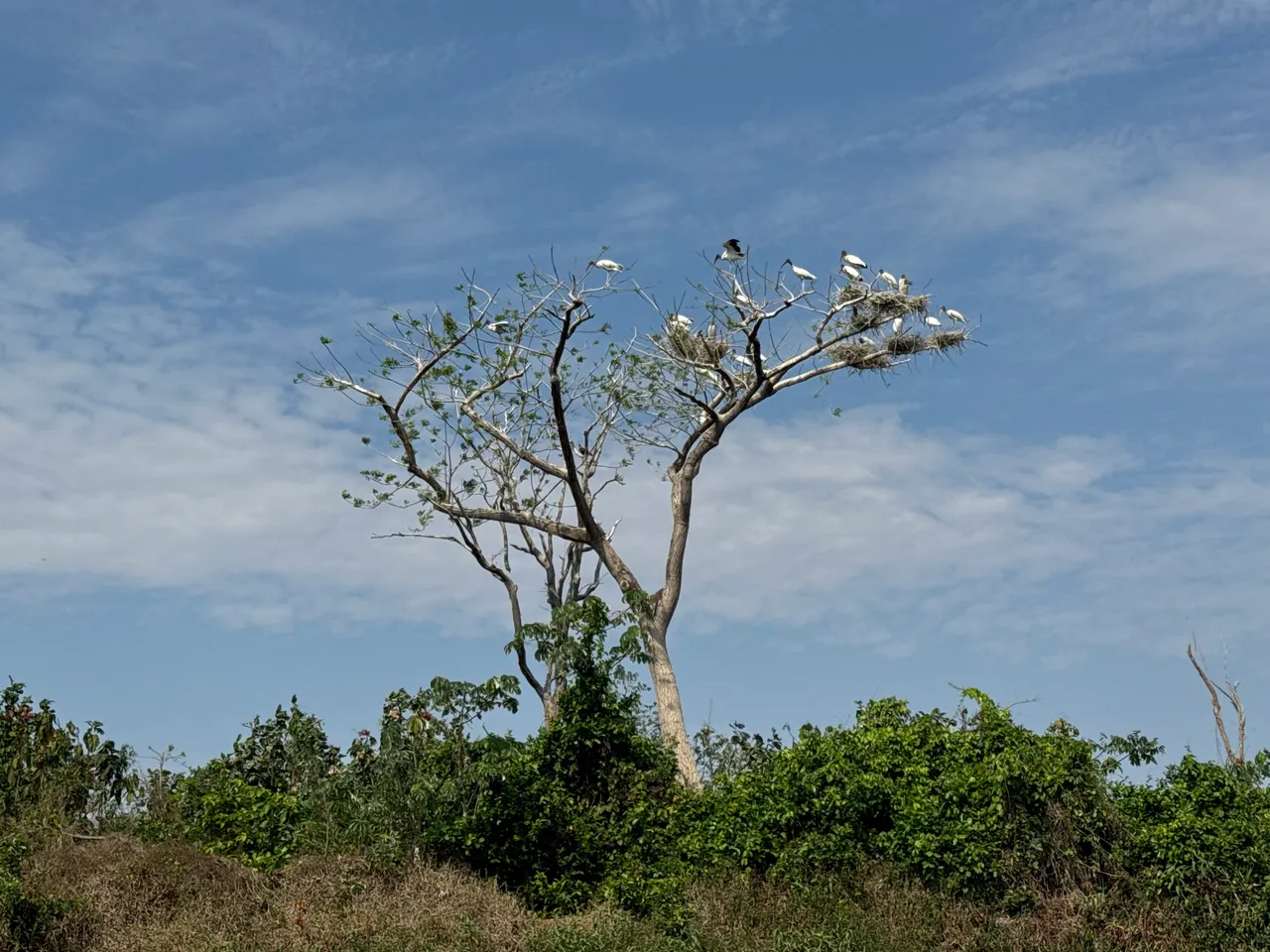 Storks gathered in the crown of a bare tree above green scrub