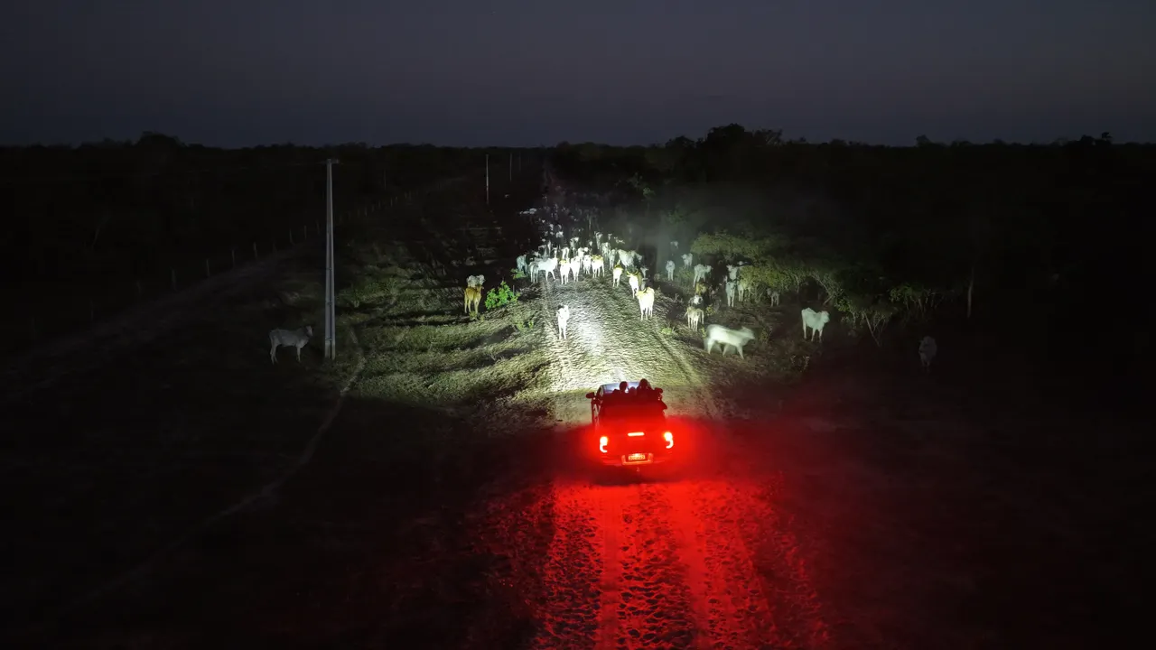 A safari vehicle on a dirt road at night, its spotlight picking out cattle