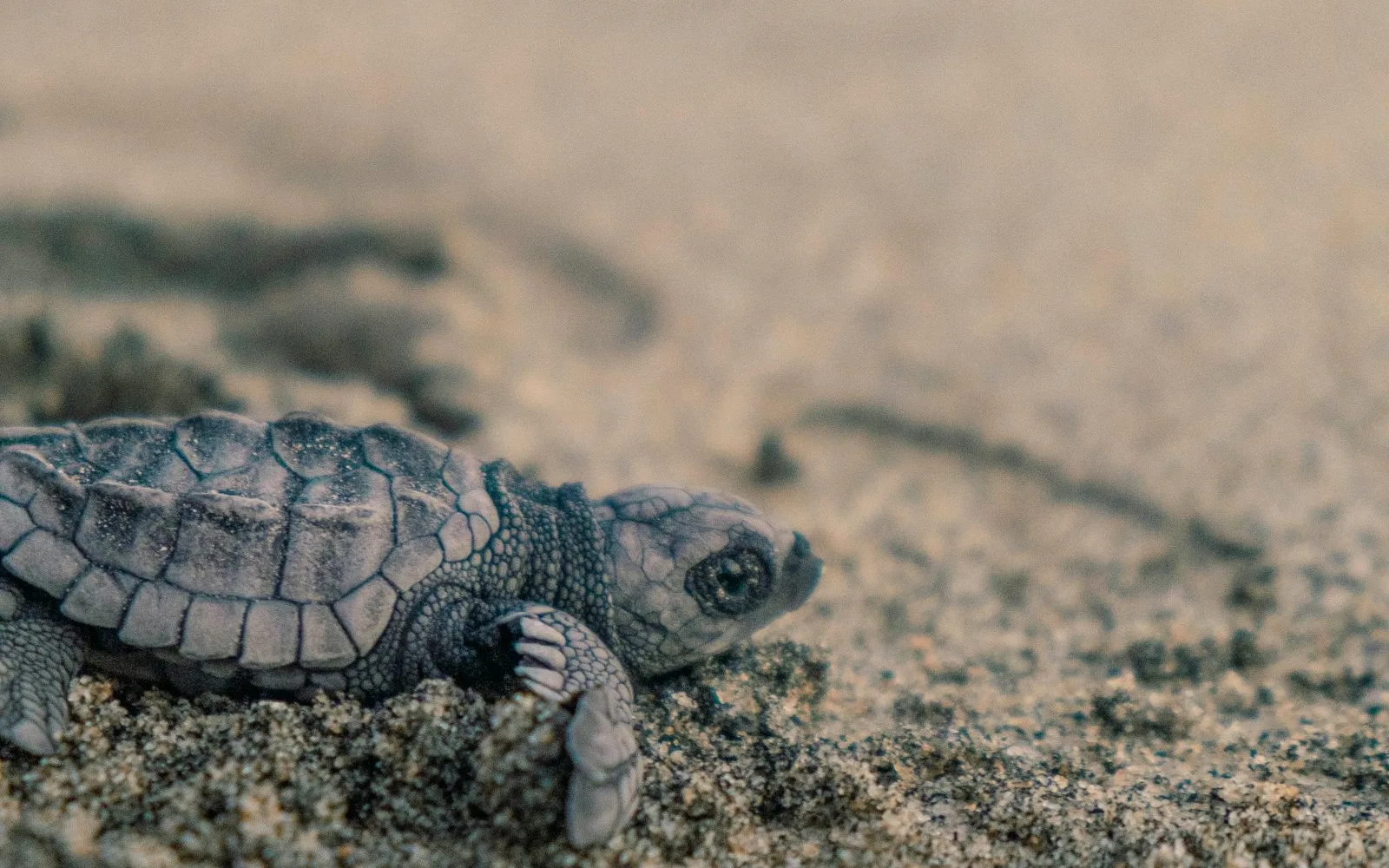 Sea turtles in the open-air pools of the Tamar project at Praia do Forte