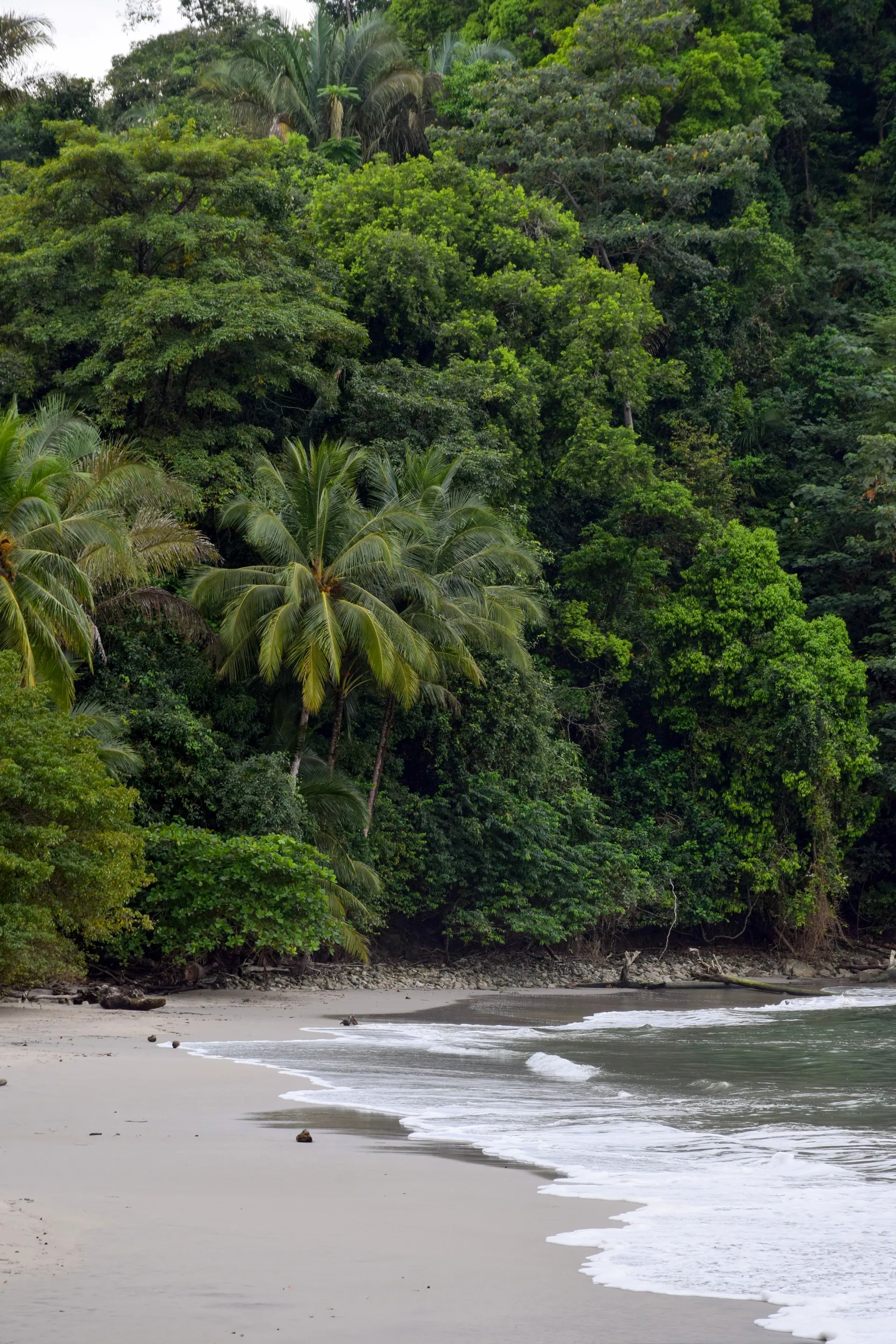 A rainforest-backed beach on the Costa Verde near Paraty and Ilha Grande