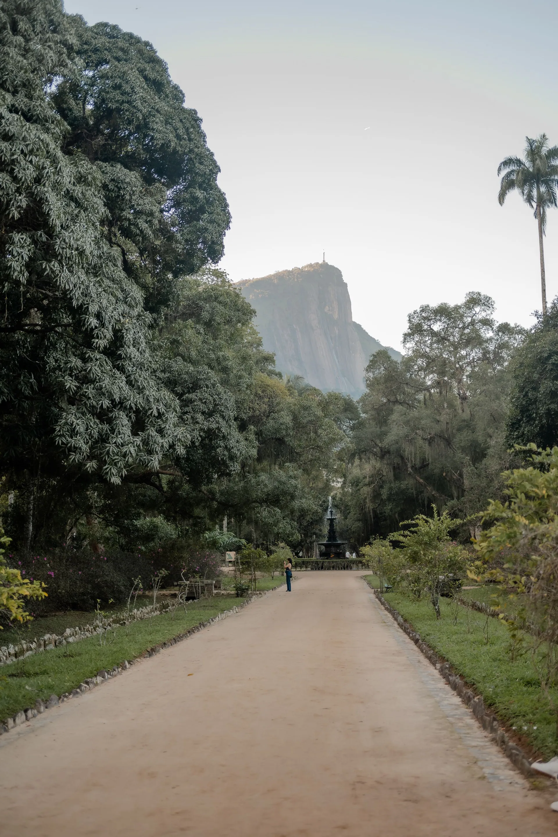 A tree-lined path through Rio's lush Atlantic forest, with Corcovado rising behind