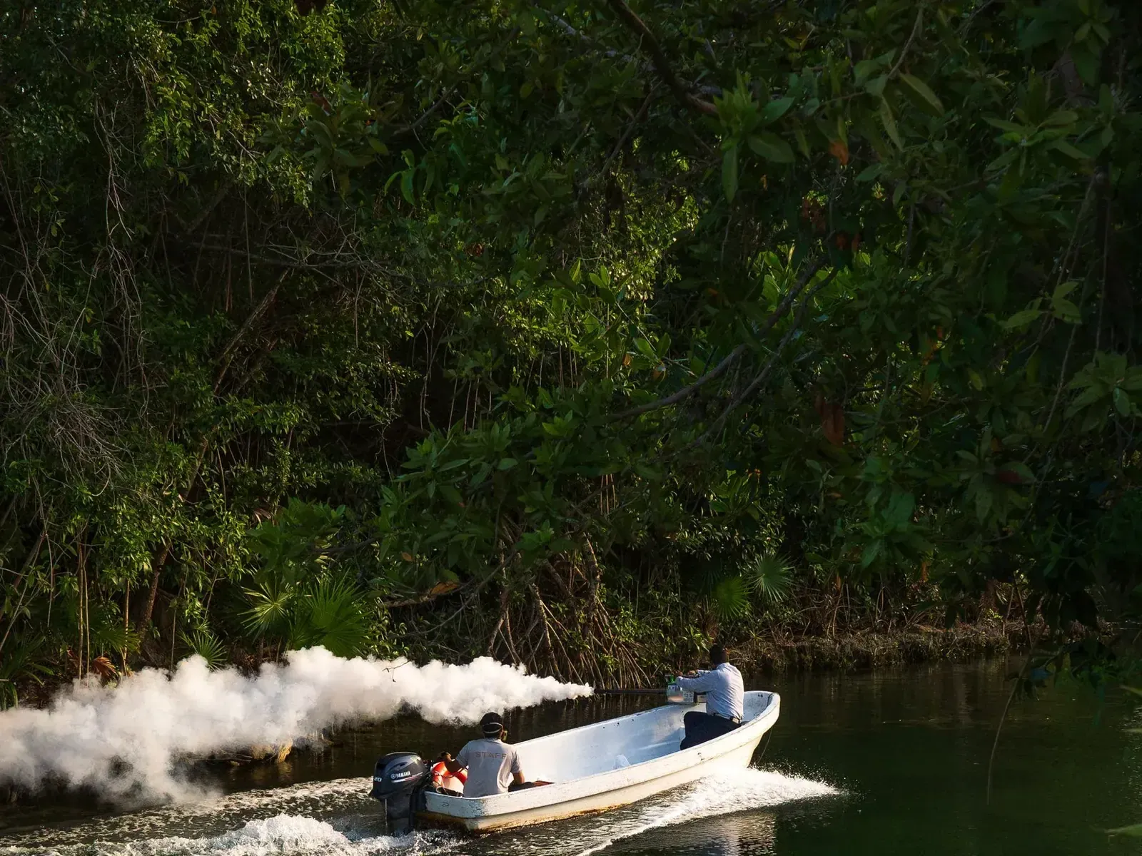 A speedboat running a narrow channel between dense mangrove banks