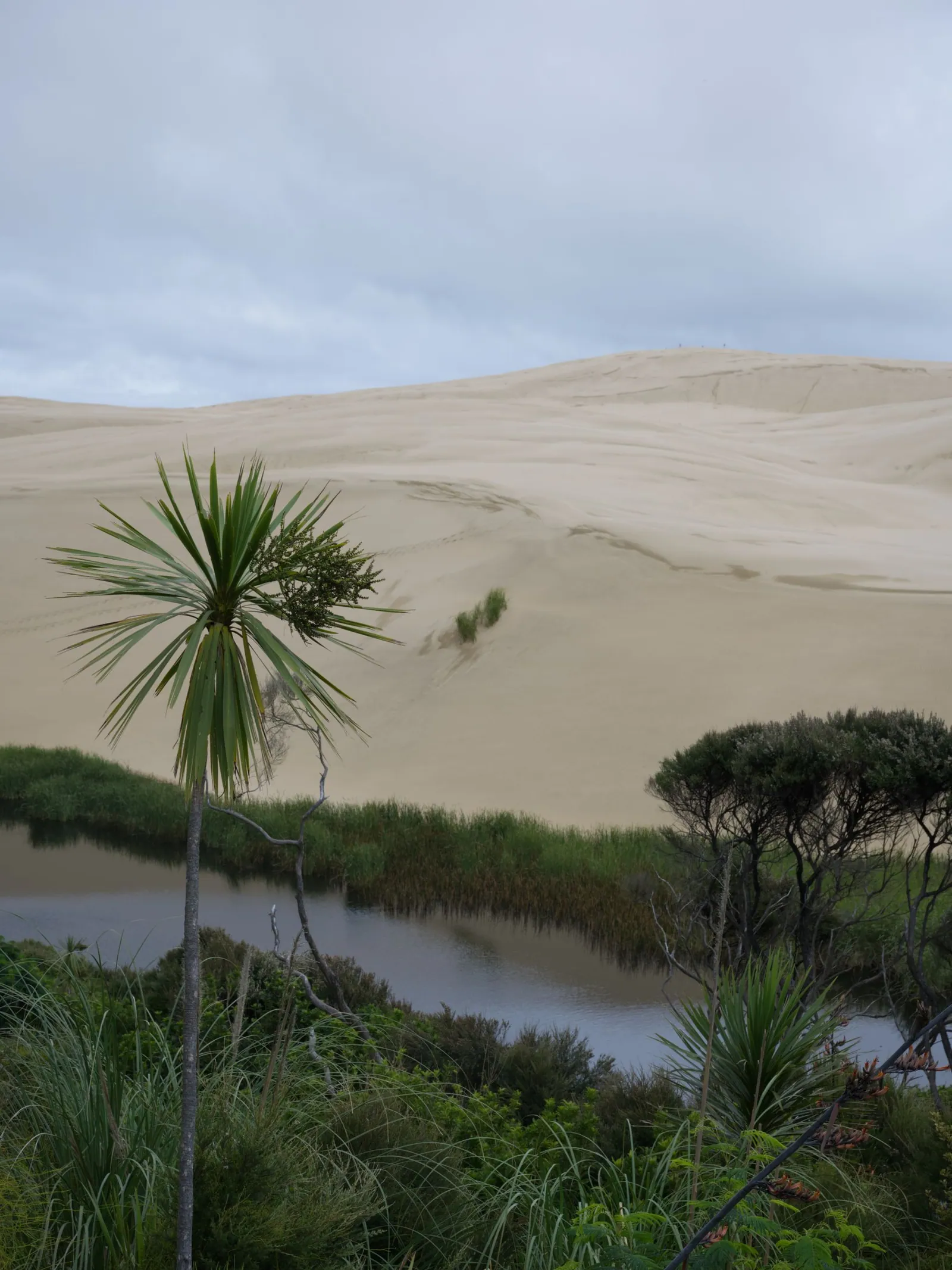 Palms and low green scrub crowding a pool of water at the foot of a pale dune