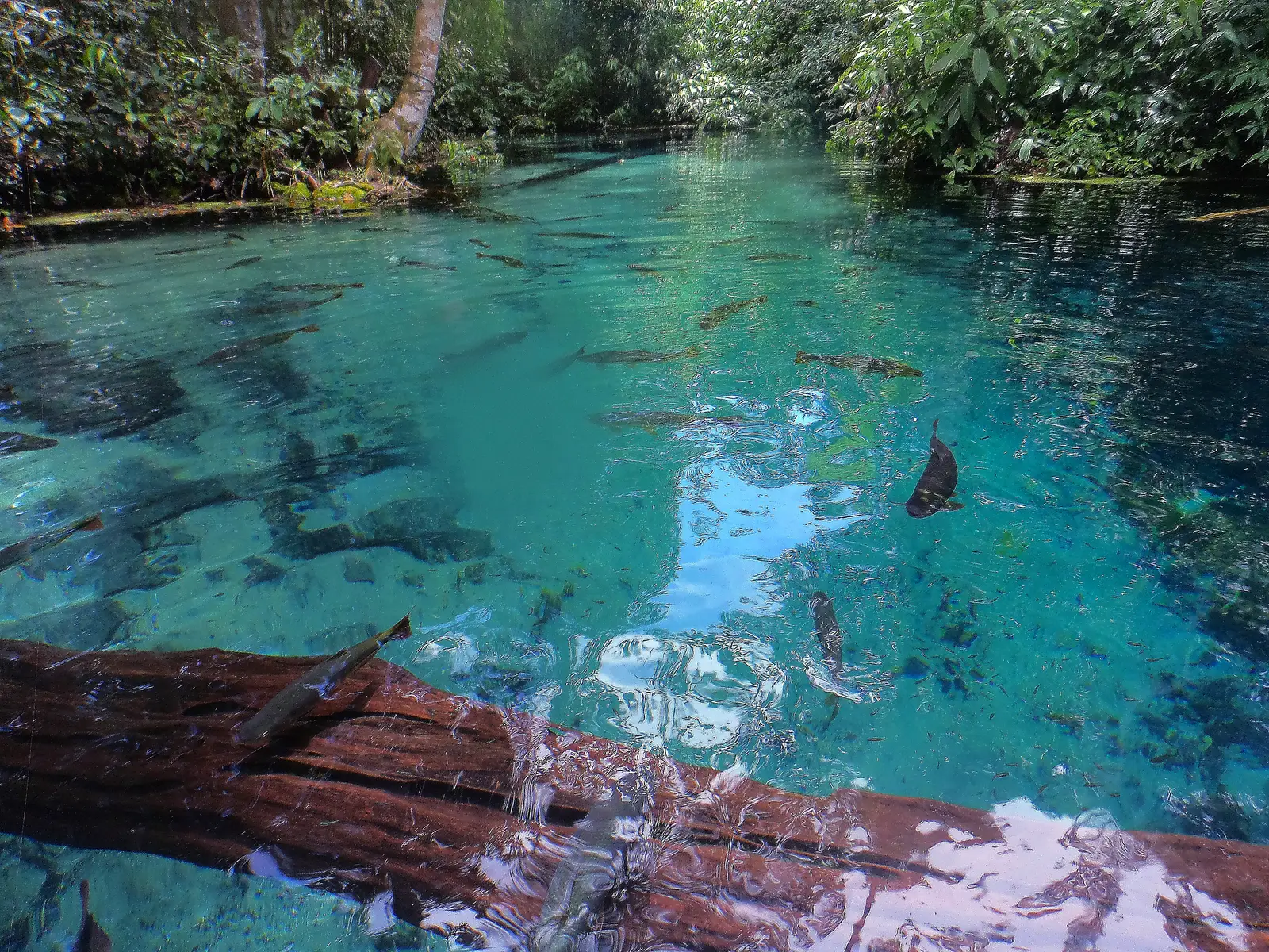 Crystal-clear turquoise spring water full of fish at Aquário Encantado near Nobres