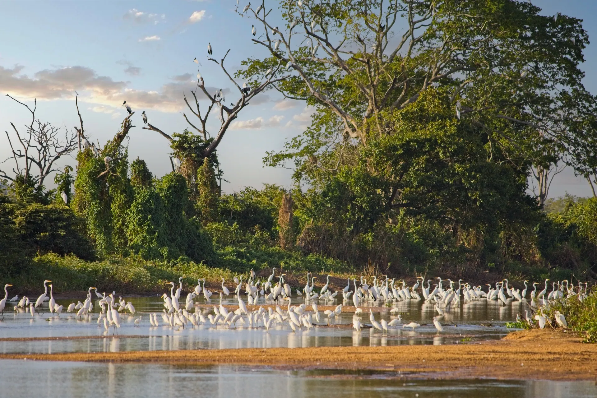 Egrets and storks gathered on a river sandbar at sunset