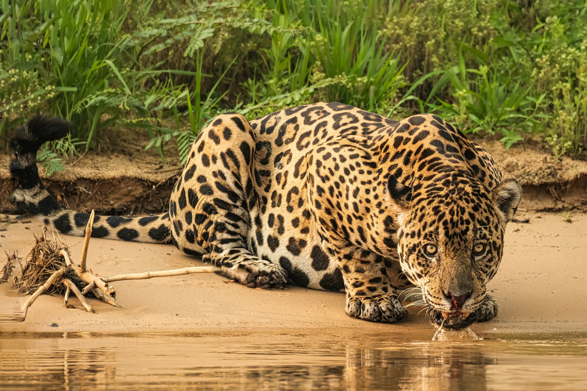 A wild jaguar crouching to drink at the sandy edge of a Pantanal river