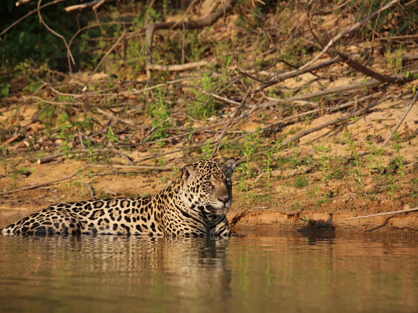 A jaguar lying at the water line on a river bank, watching the channel