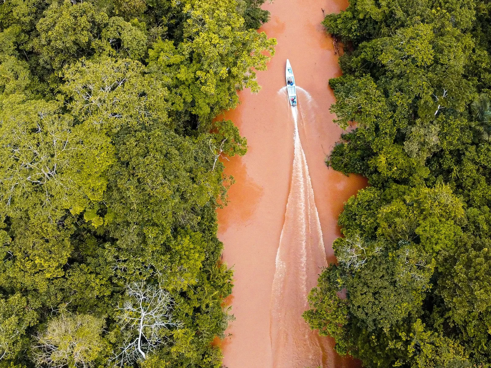 A boat cutting a wake up a narrow river between walls of dense jungle, seen from above