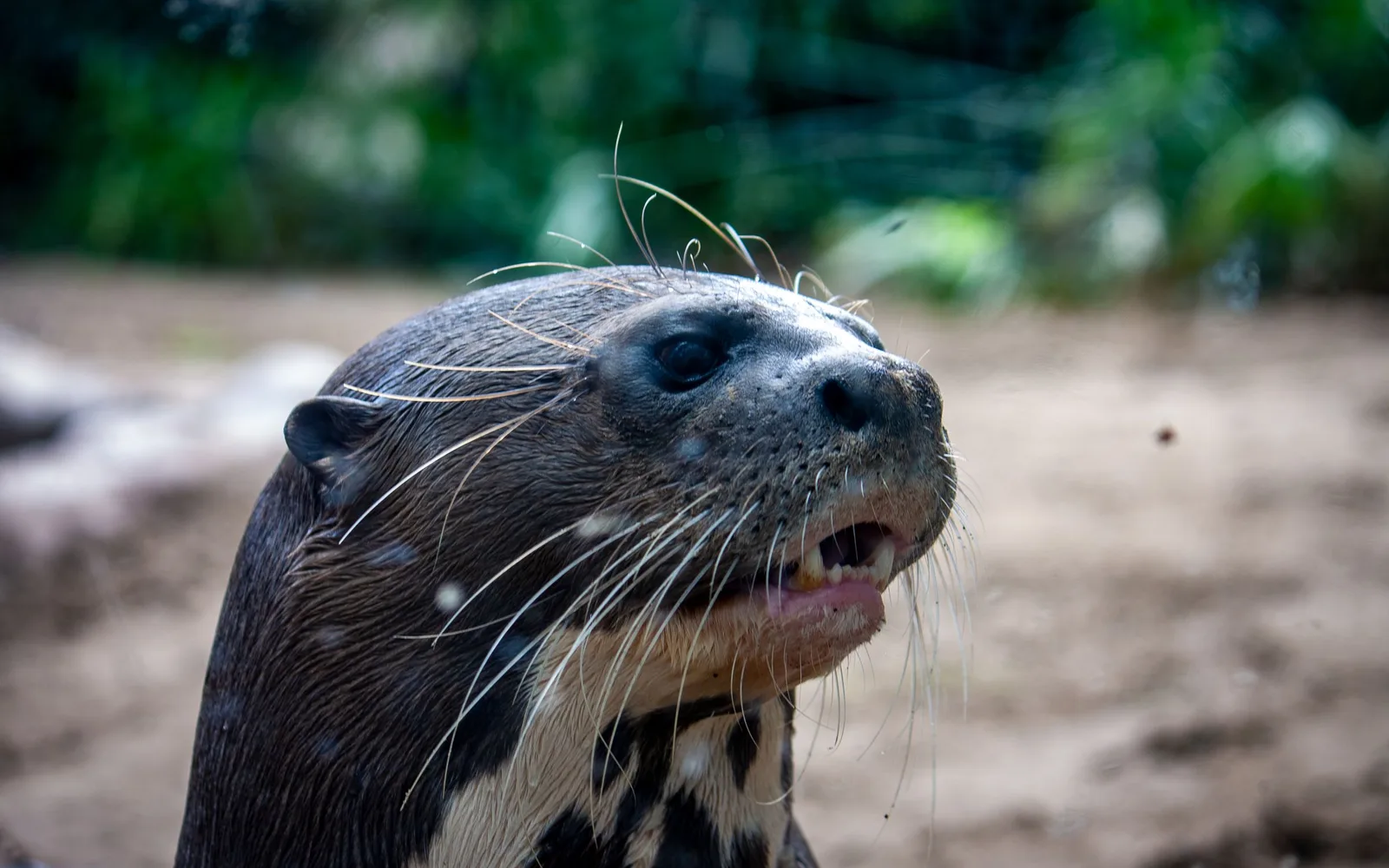 A giant otter at the surface, whiskered face turned toward the camera