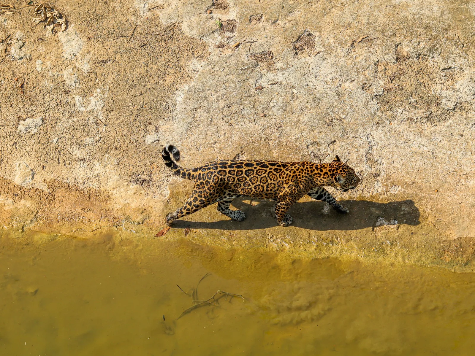 A jaguar walking along a sandy river bank at the water's edge