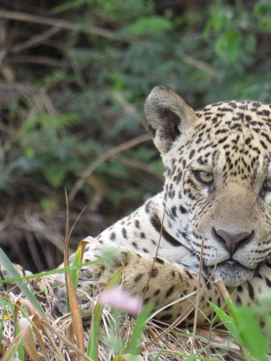 A jaguar lying in long grass, watching directly into the camera