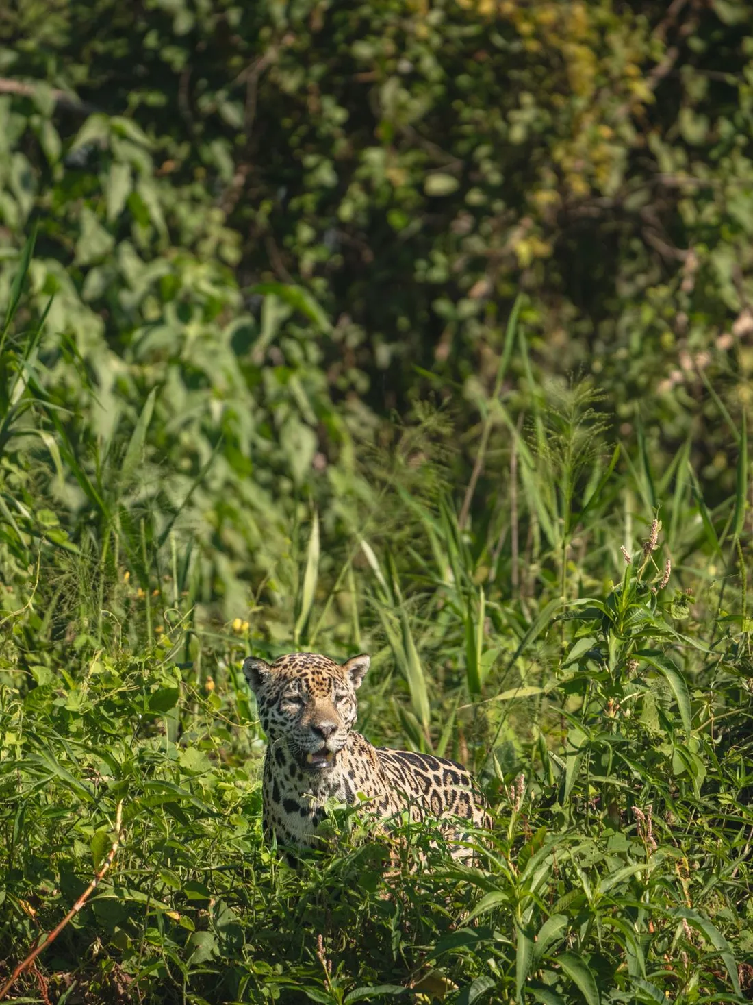 A jaguar half hidden in dense green riverside vegetation