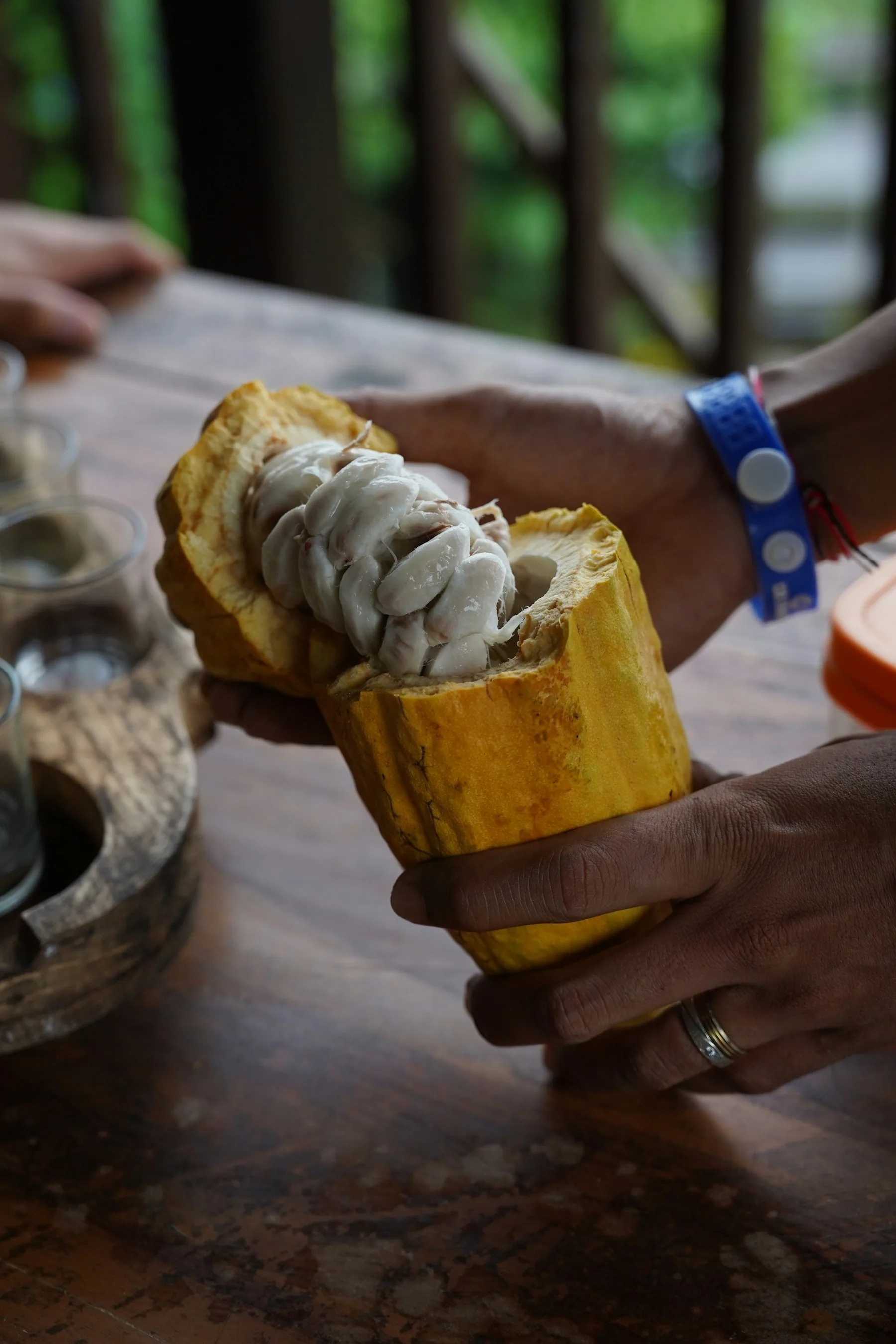 Hands opening a ripe cacao pod full of white pulp