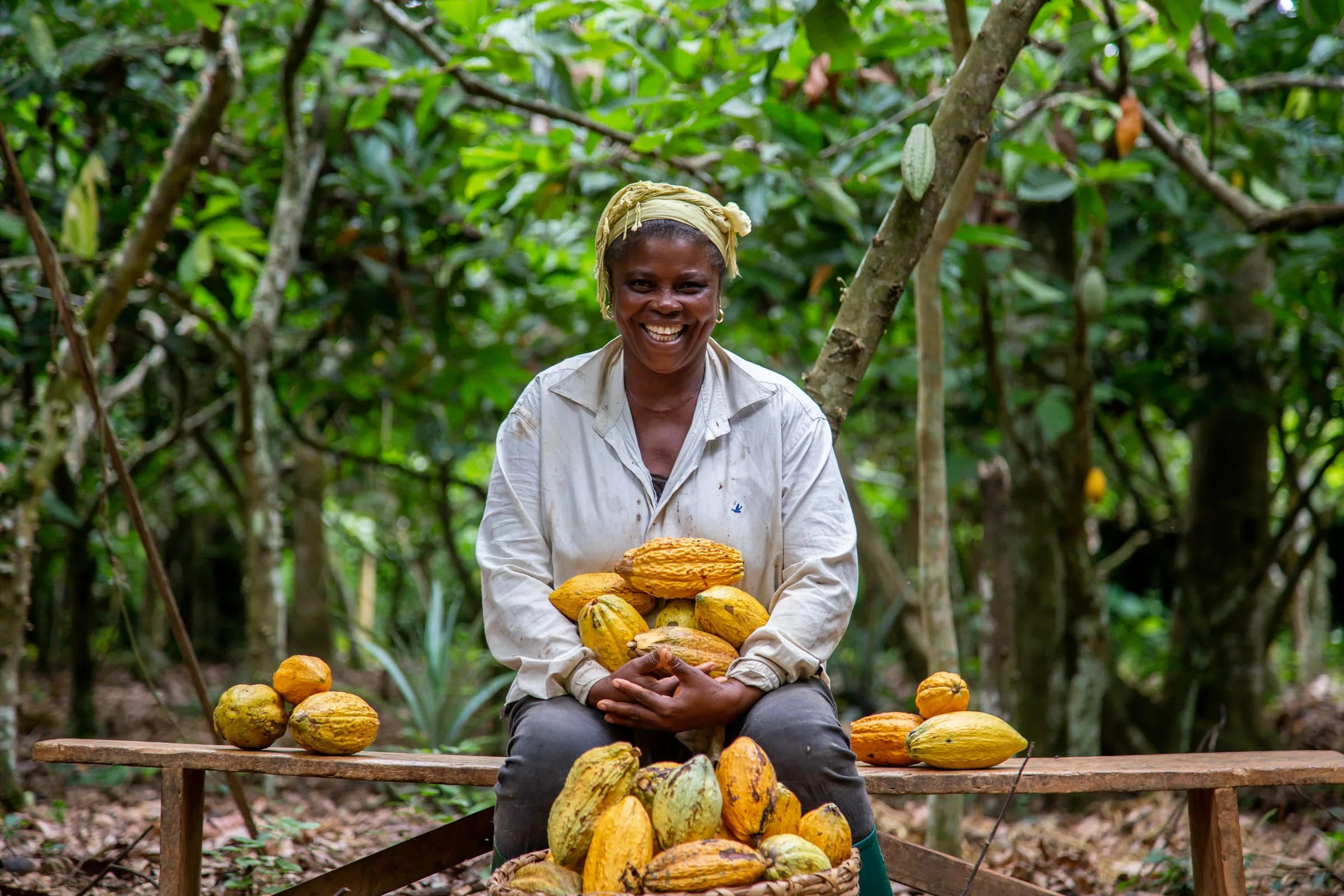 A cacao farmer holding an armful of freshly picked pods in a shaded grove