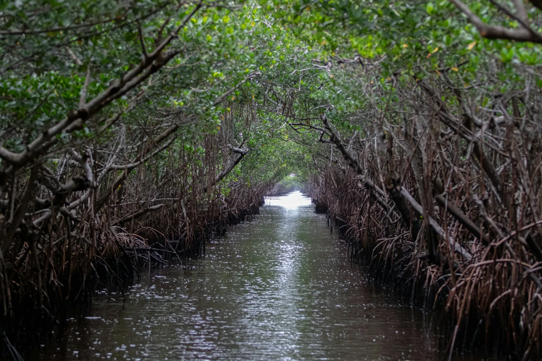 A narrow channel winding into a green tunnel of mangrove trees
