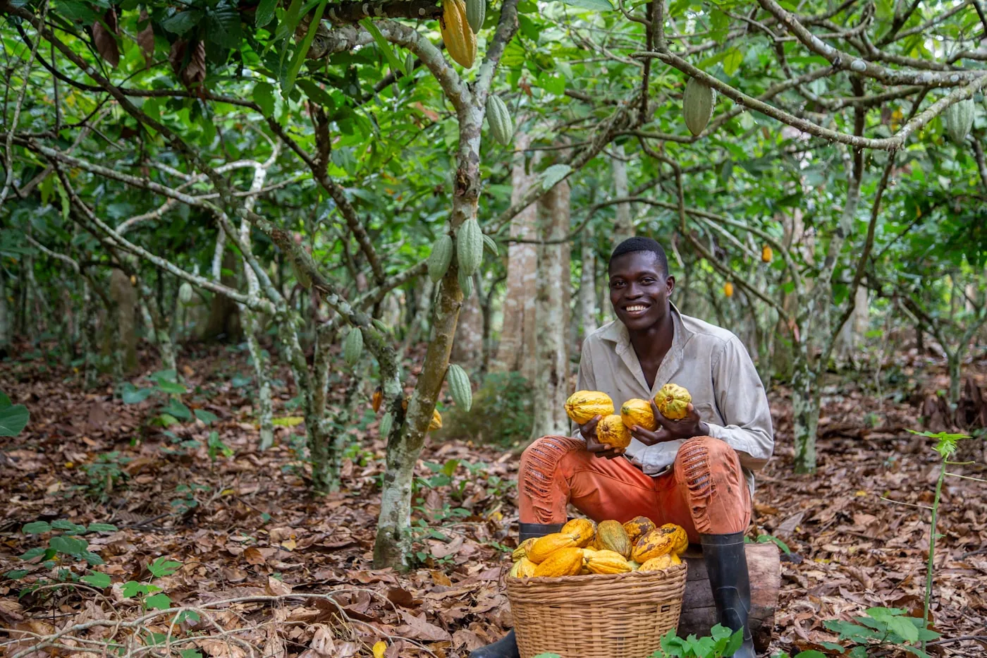 A cacao farmer beside a basket of freshly harvested pods in a grove