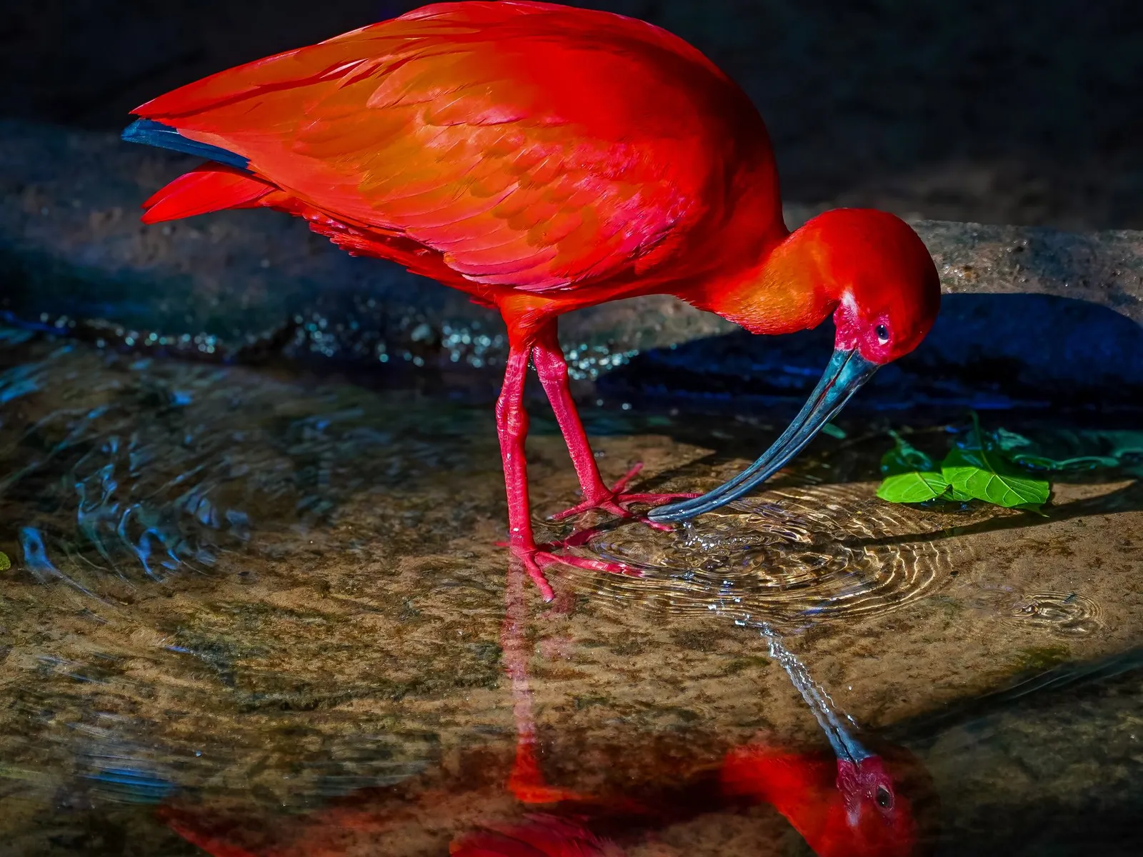 A scarlet ibis feeding in shallow water, its red plumage mirrored on the surface