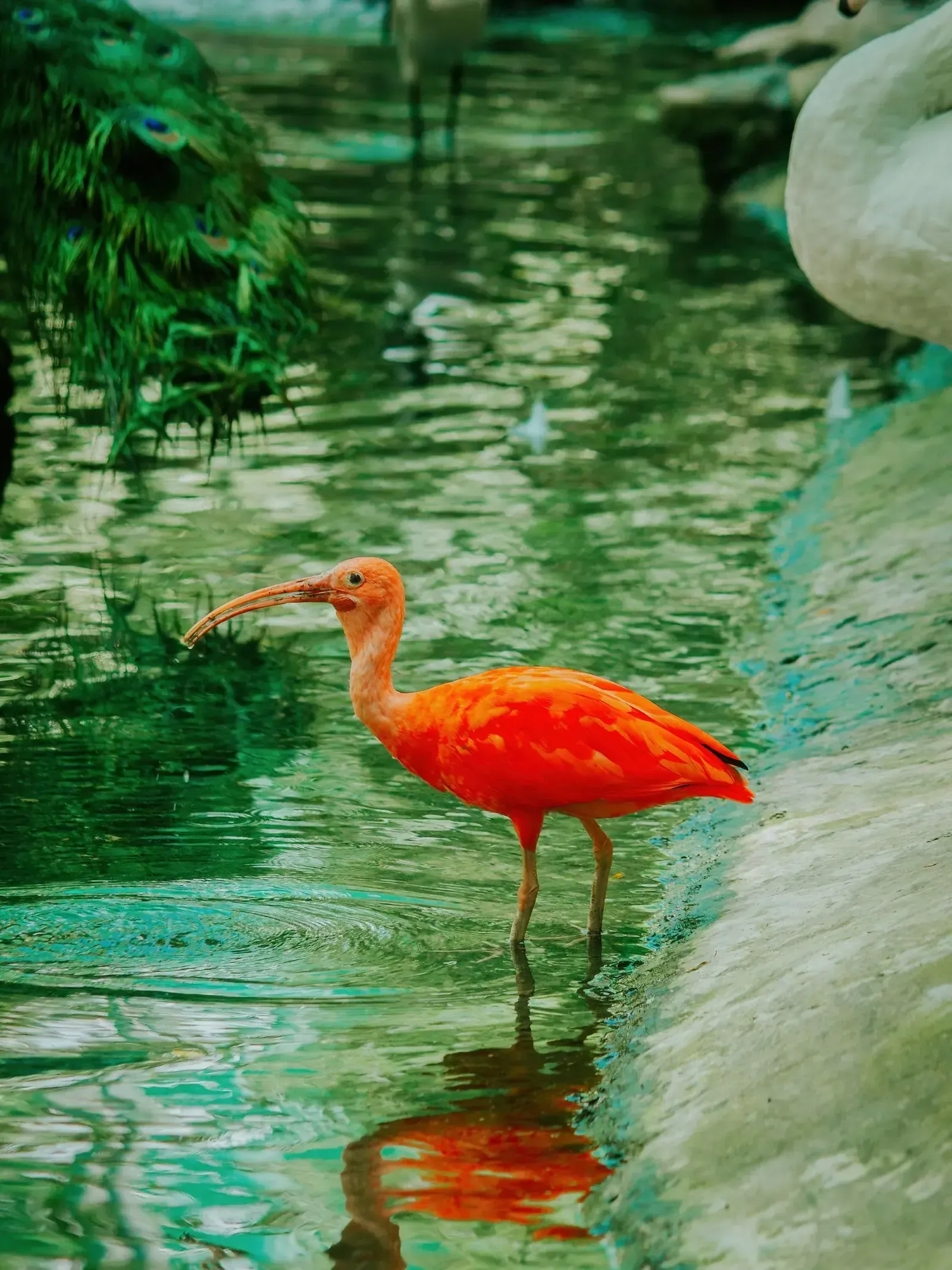 A scarlet ibis wading in still green water, its plumage vivid against the surface