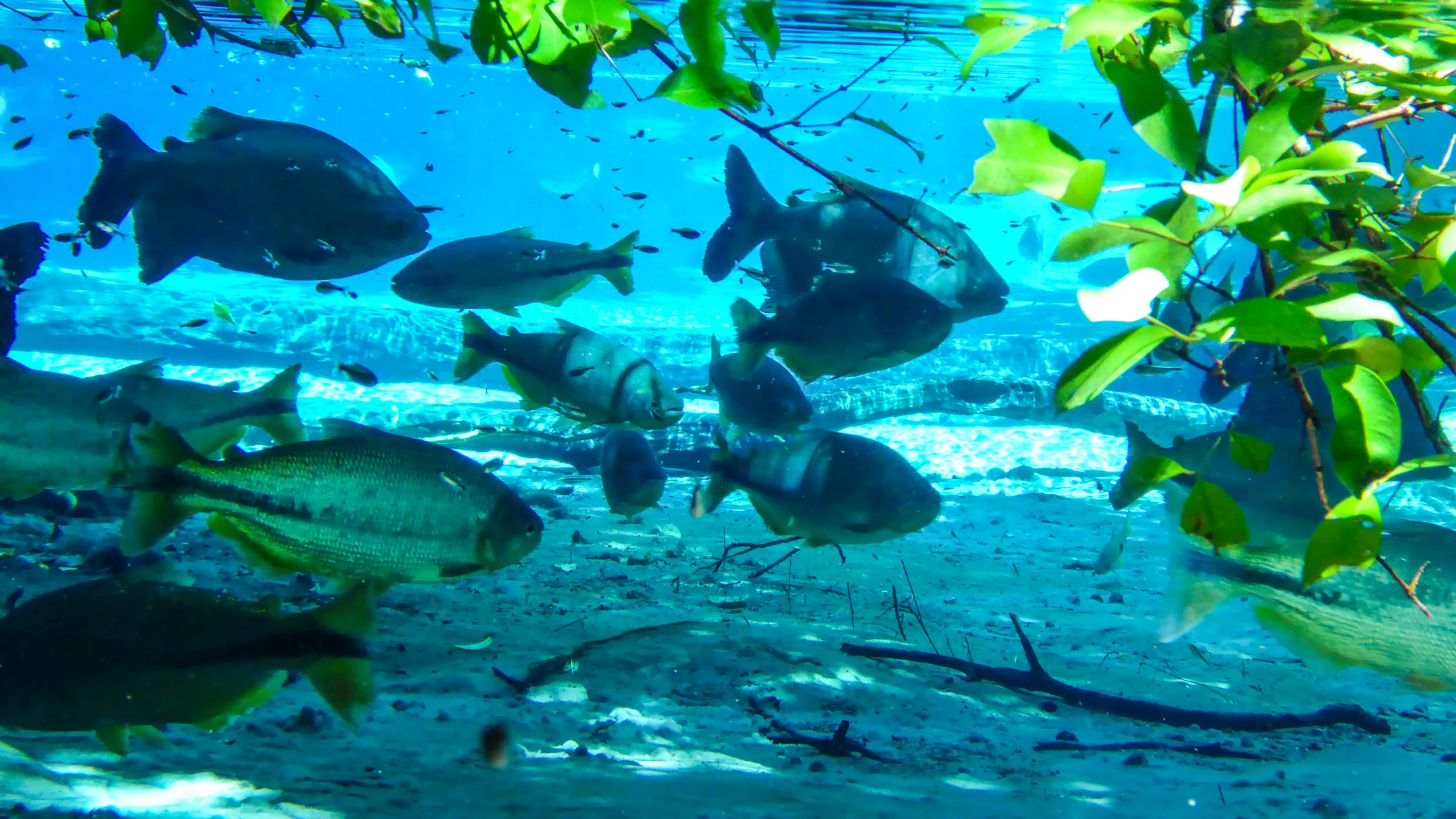 Schools of small tropical fish moving through clear spring water near Nobres