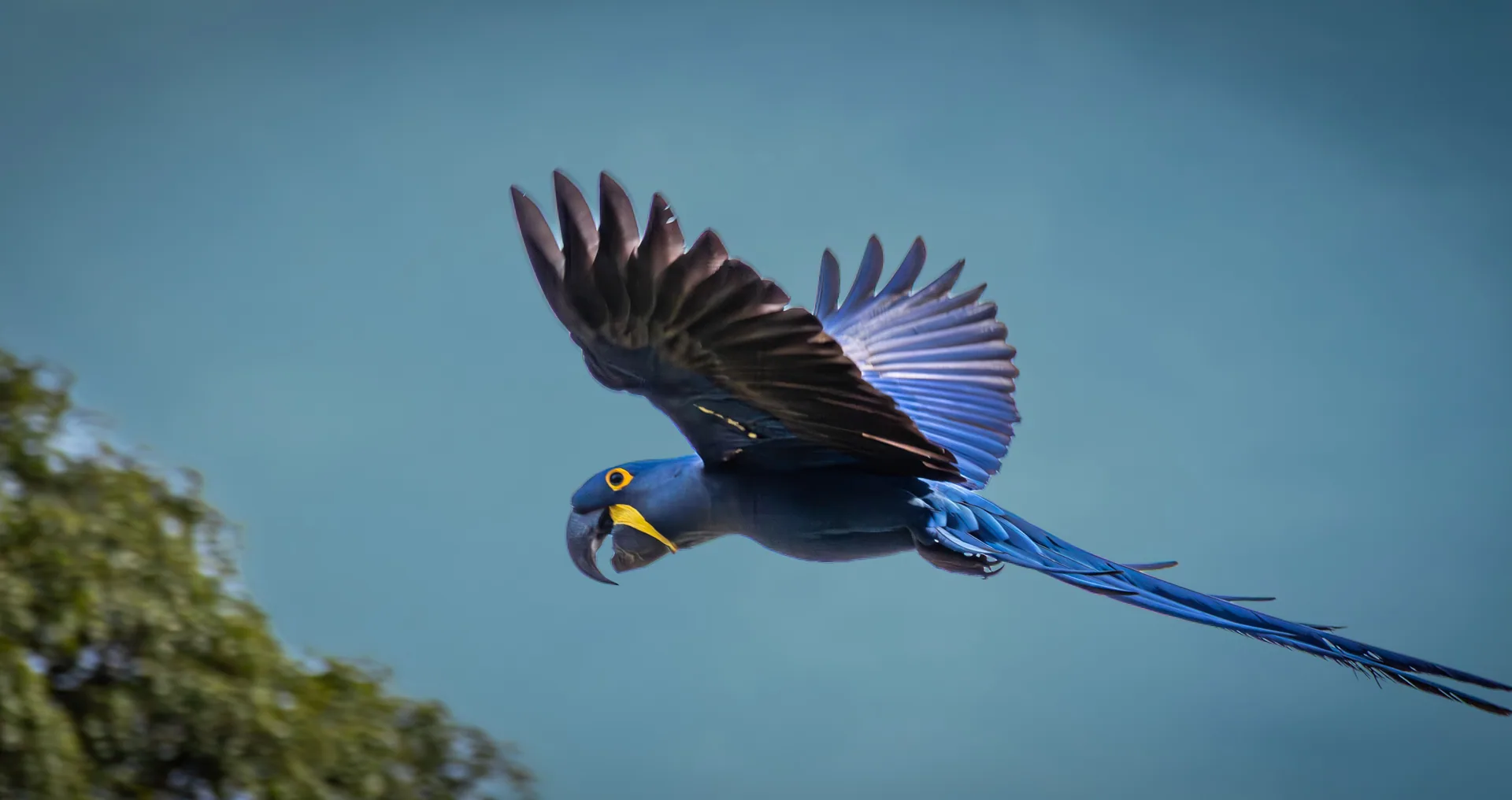A hyacinth macaw flying across a clear blue sky with its wings spread
