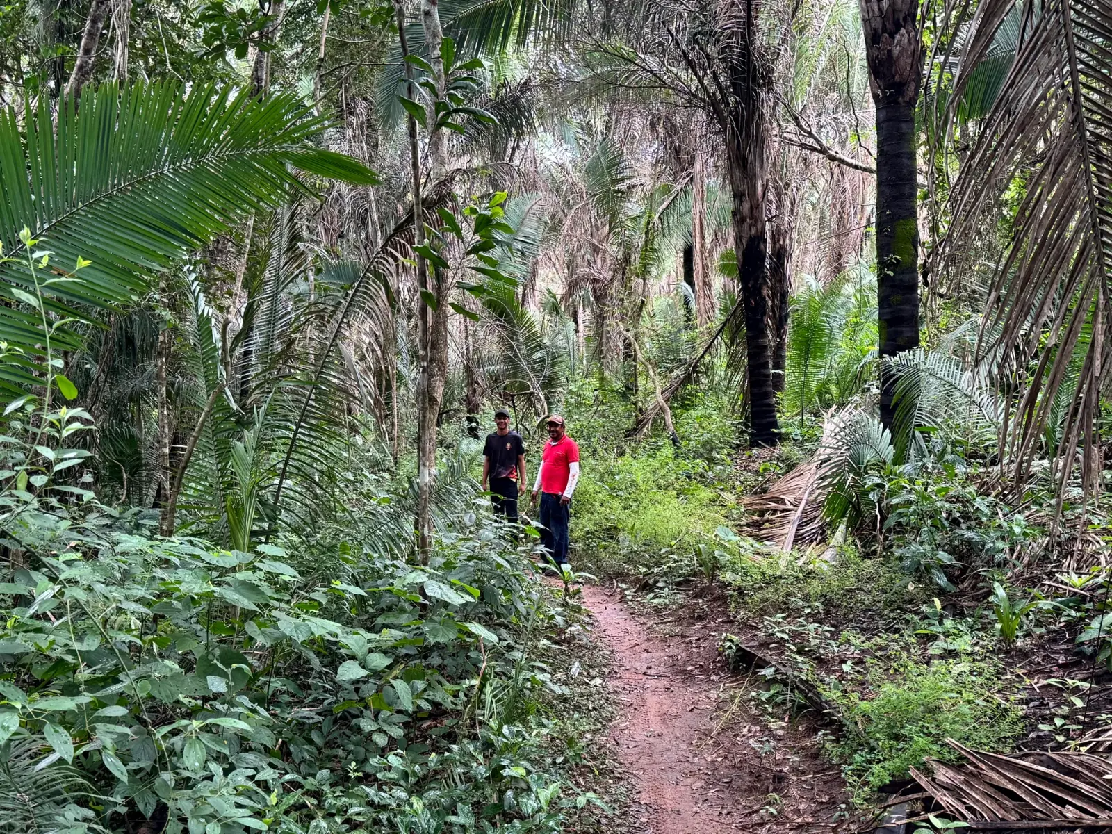 Travellers walking a narrow path through dense green forest in the Serra das Araras