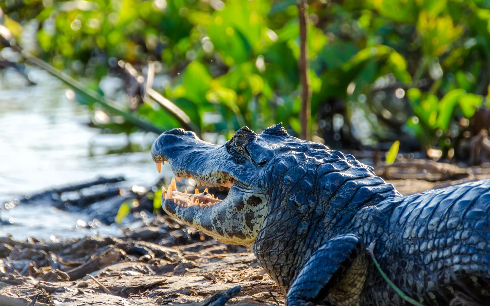 A caiman resting at the water's edge, jaws slightly open, scales catching the light