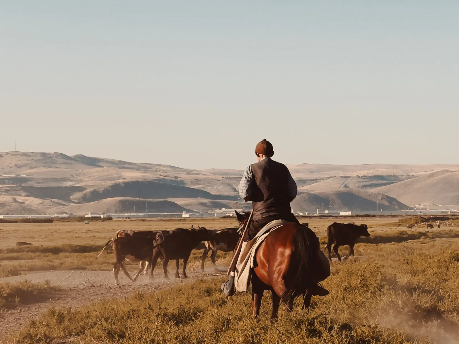 A rider moving cattle across wide open grassland under a pale sky