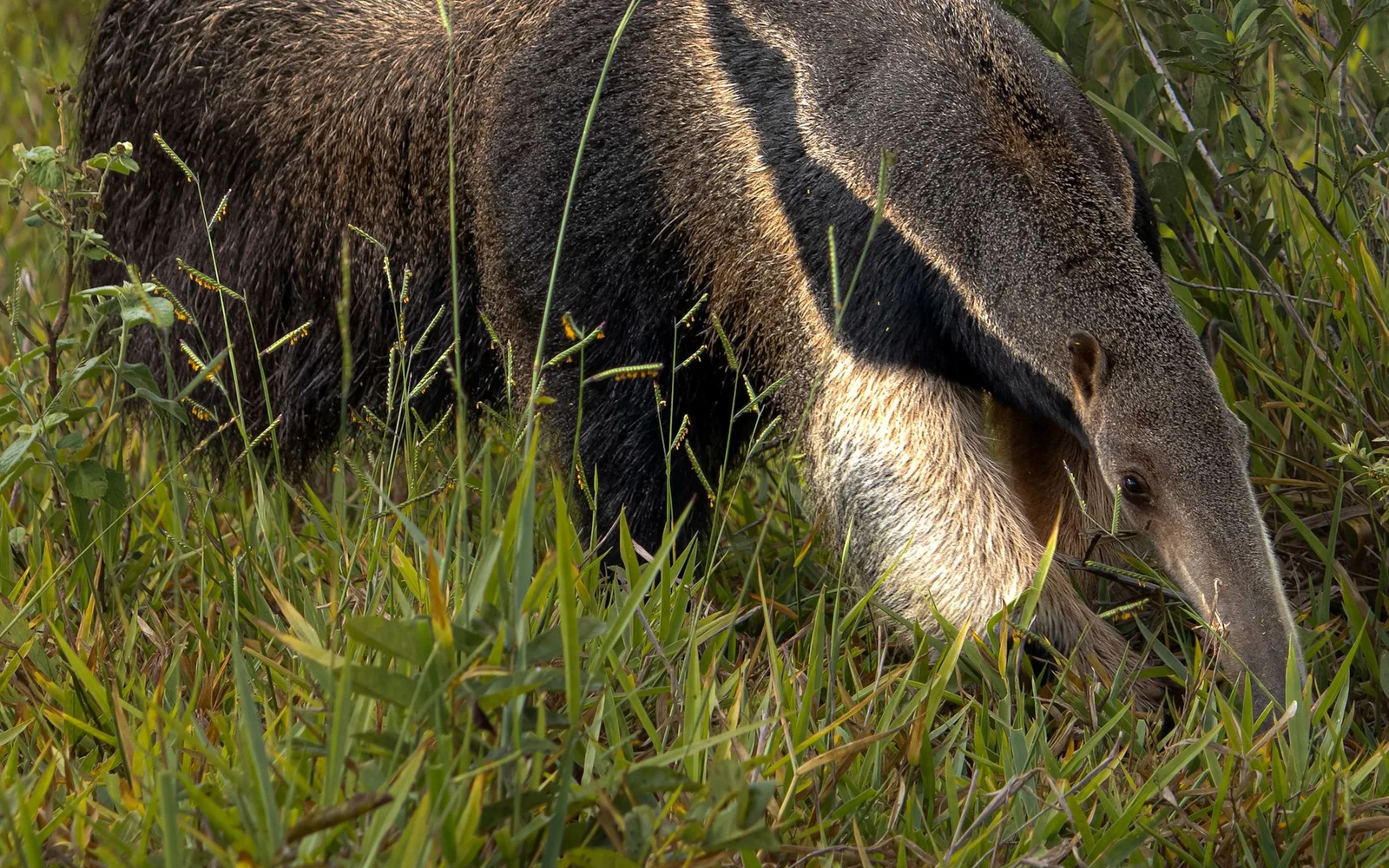 A giant anteater foraging through long grass, snout to the ground