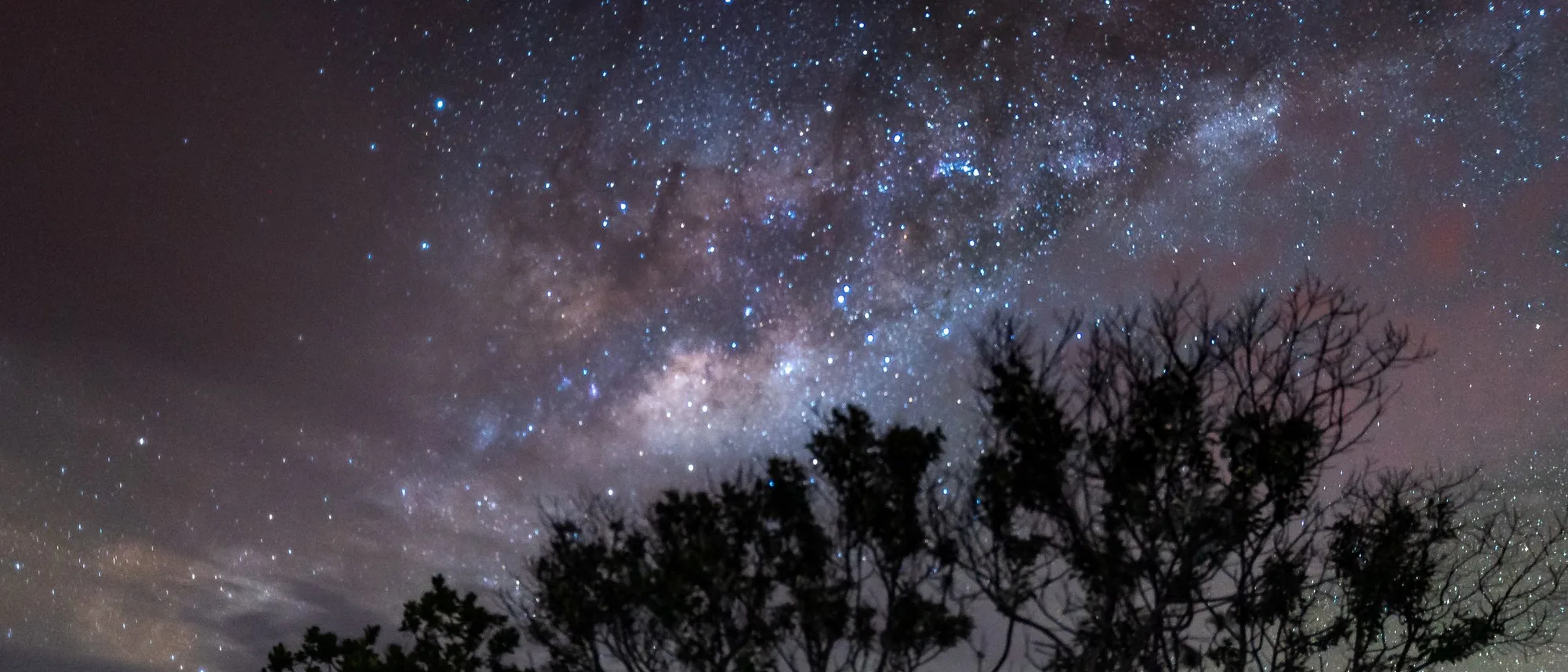 The Milky Way arching over the silhouettes of scattered trees on an open plain