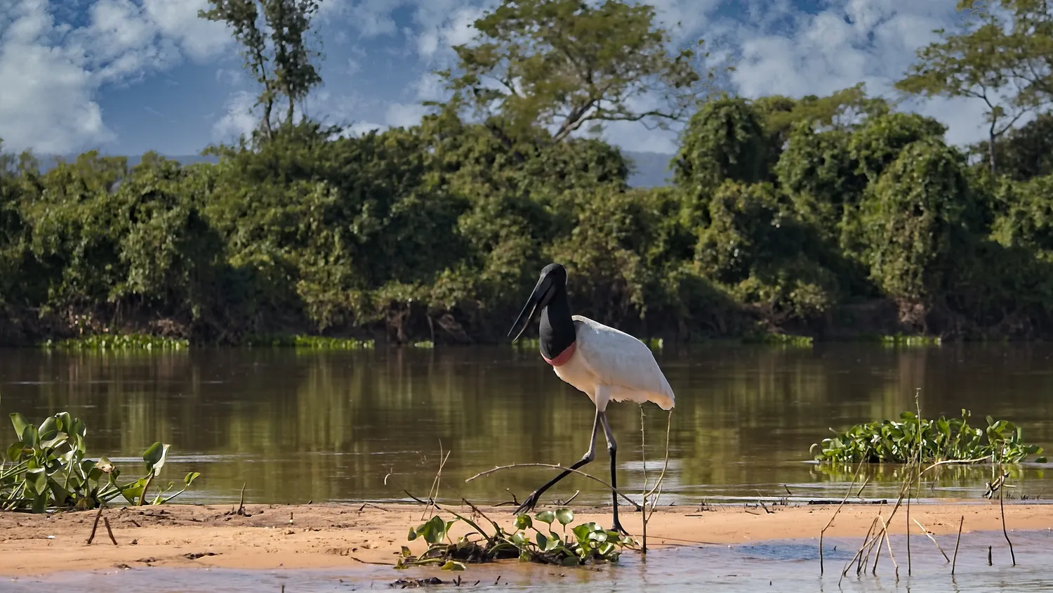 A tall jabiru stork standing on a Pantanal sandbank by the river
