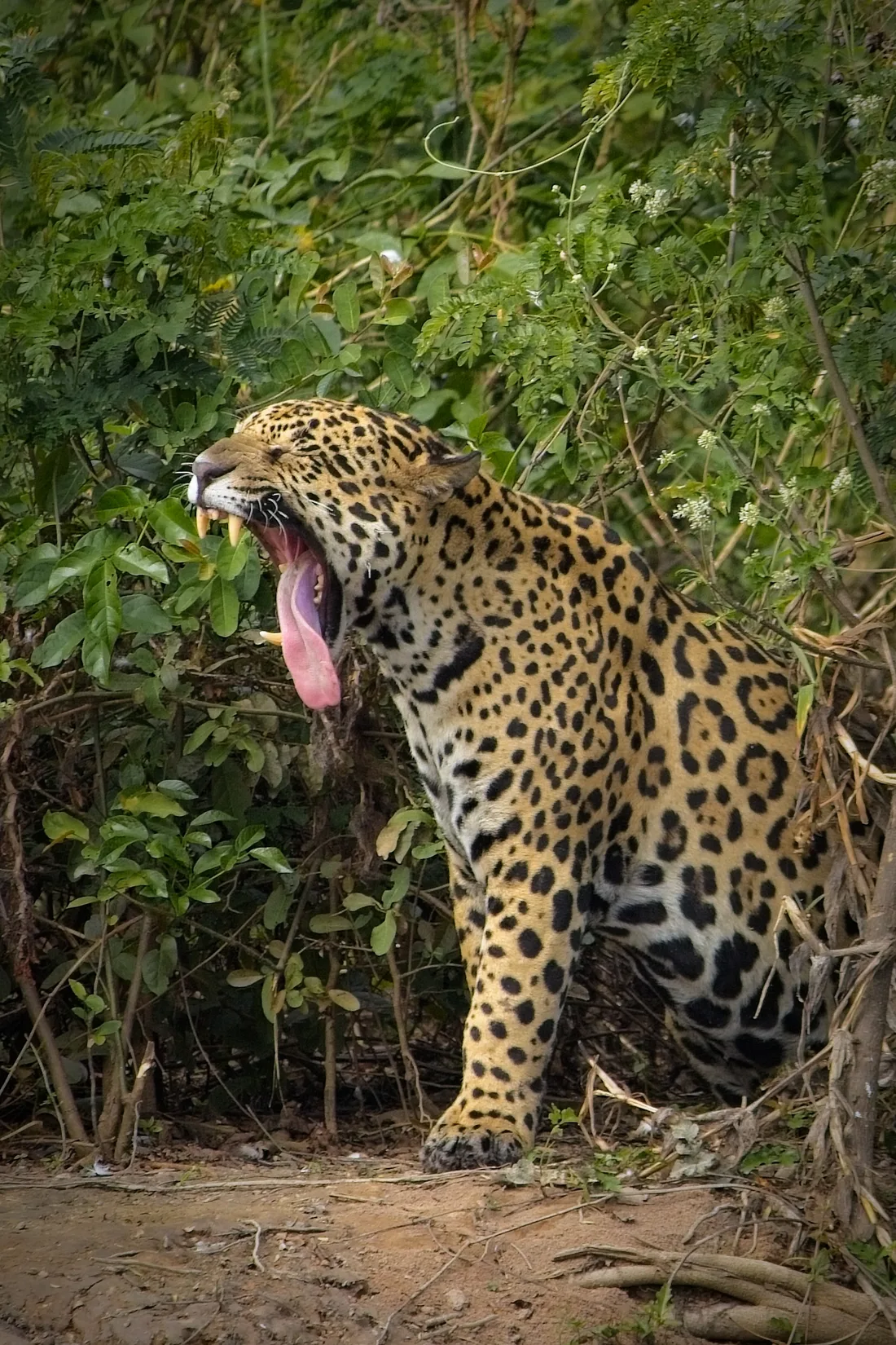 A wild jaguar at the edge of a Pantanal river