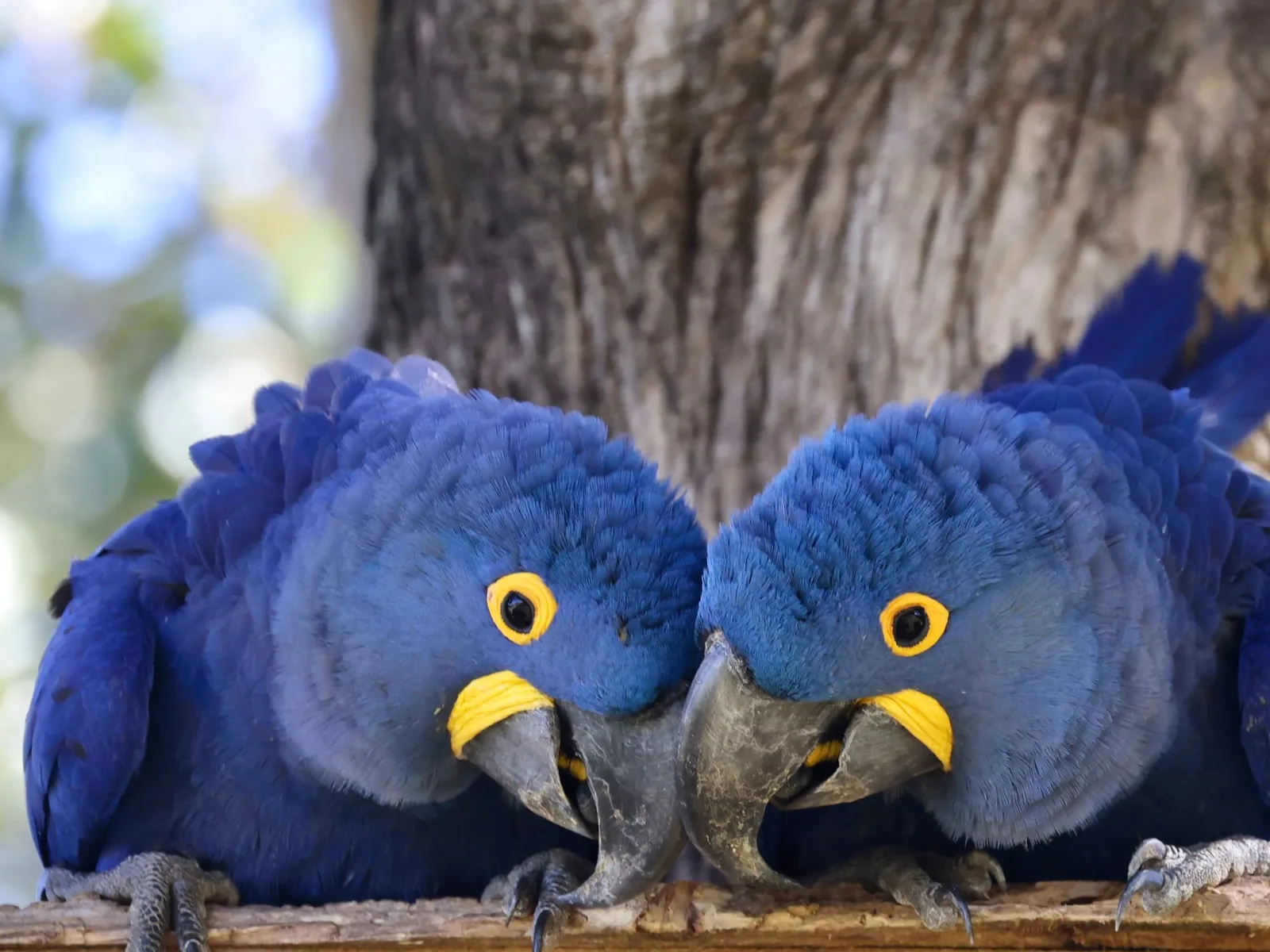 Two cobalt blue hyacinth macaws perched together, beaks almost touching