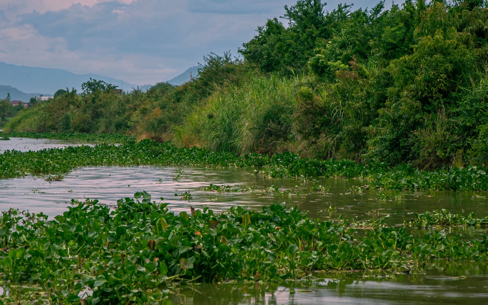 A green riverbank thick with floating vegetation, low hills beyond