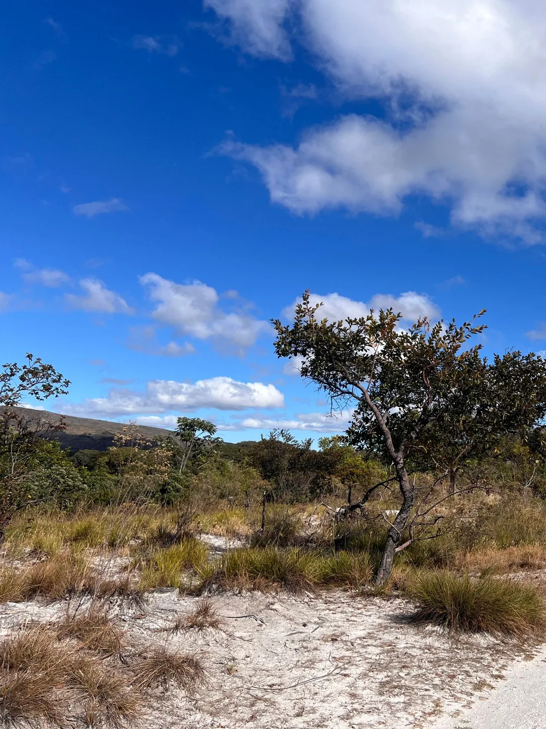 A pale sandy track running through open savanna past a lone wind-bent tree