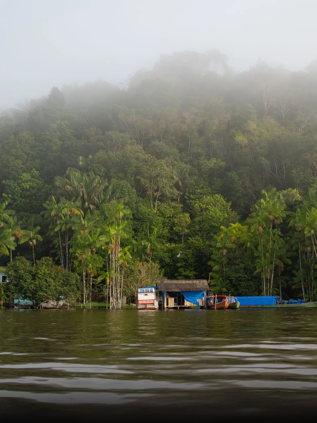 A small riverside dwelling among palms on a quiet stretch of river