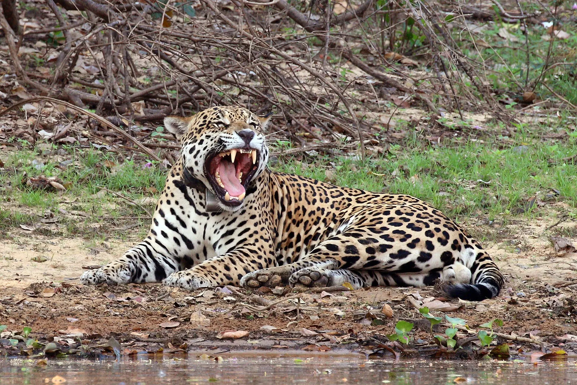 A wild jaguar resting on a riverbank in the Pantanal