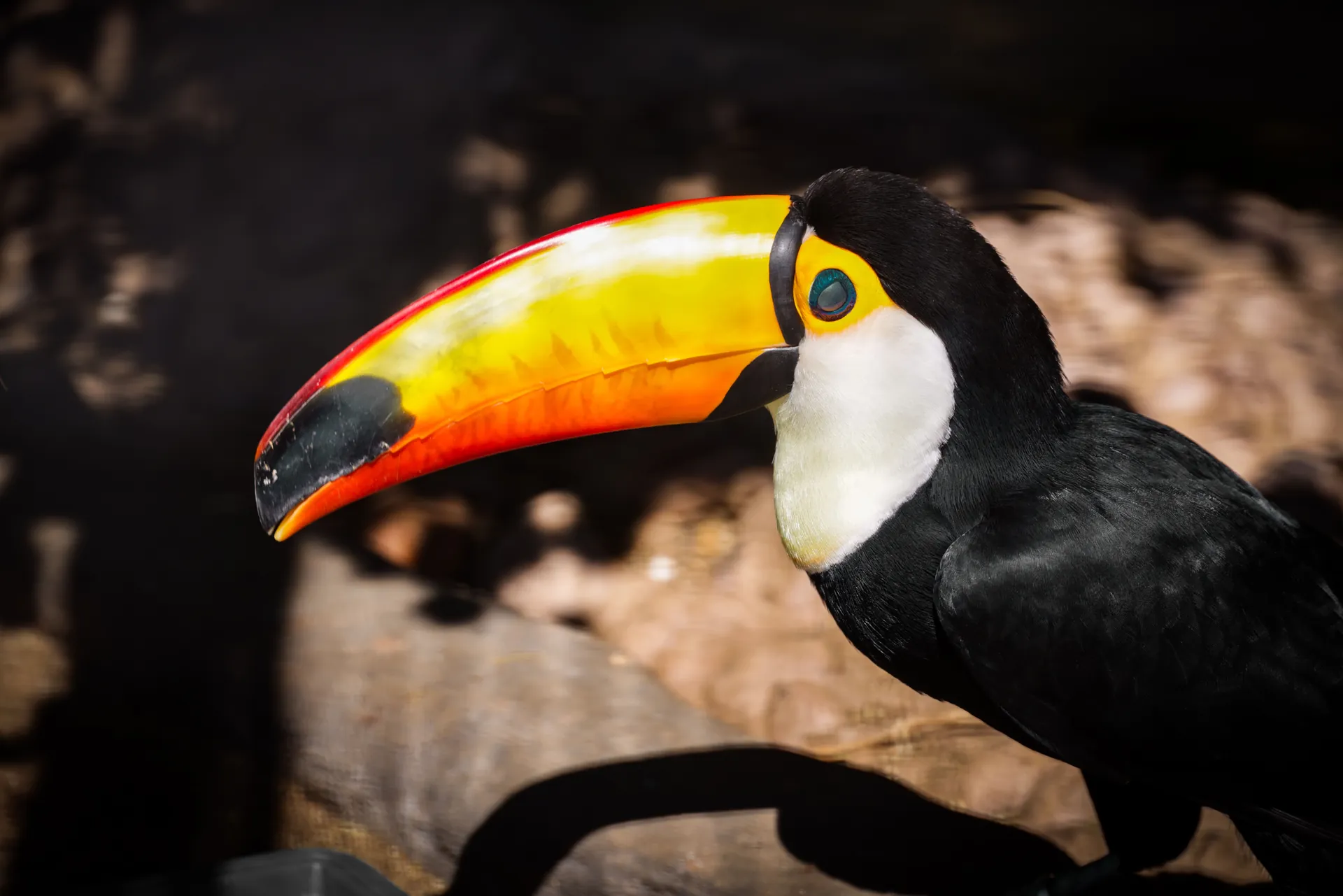 A toucan at close range inside a walk-in aviary at Parque das Aves