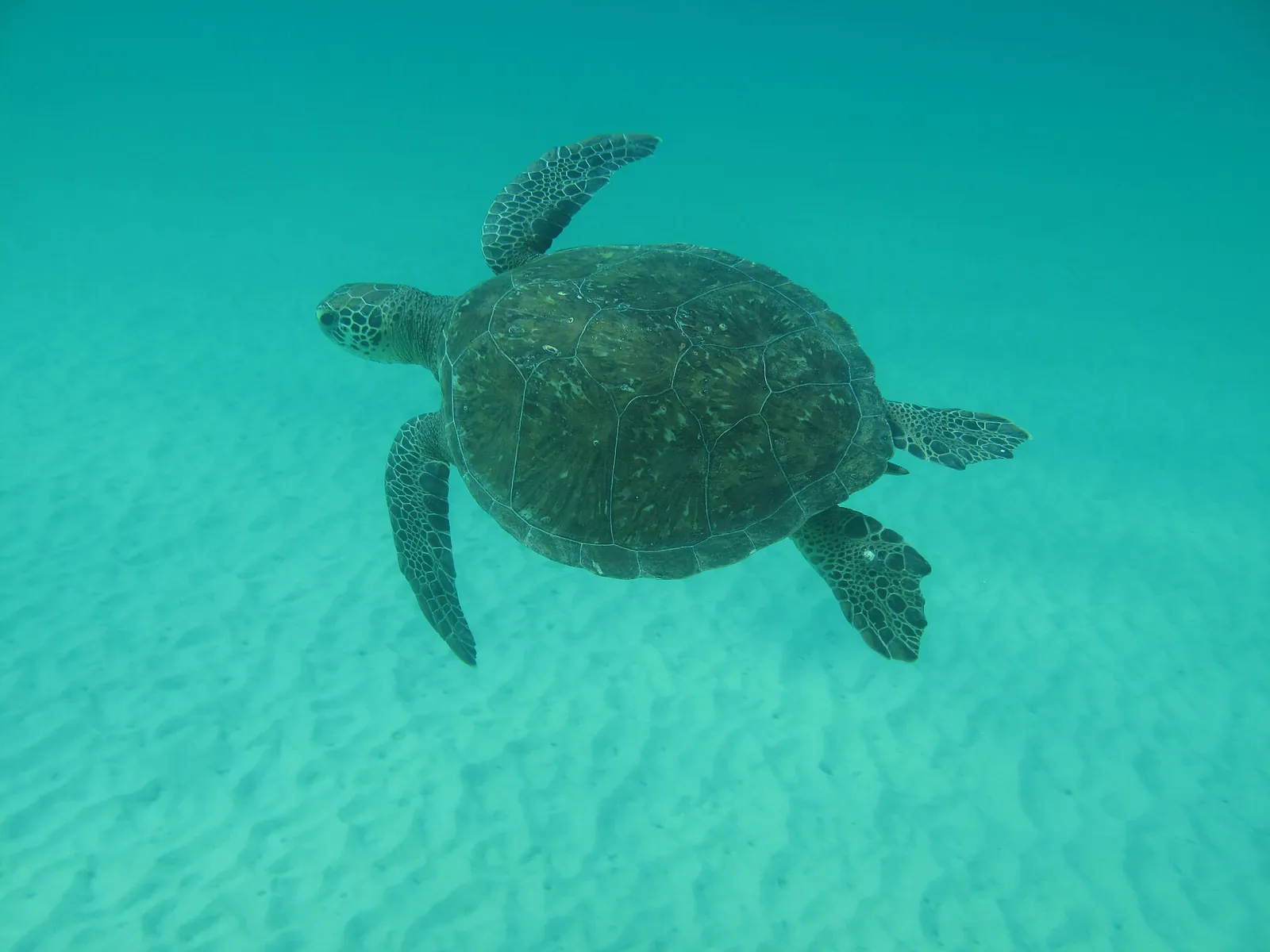 A green sea turtle gliding over pale sand in the clear water off Lopes Mendes, Ilha Grande