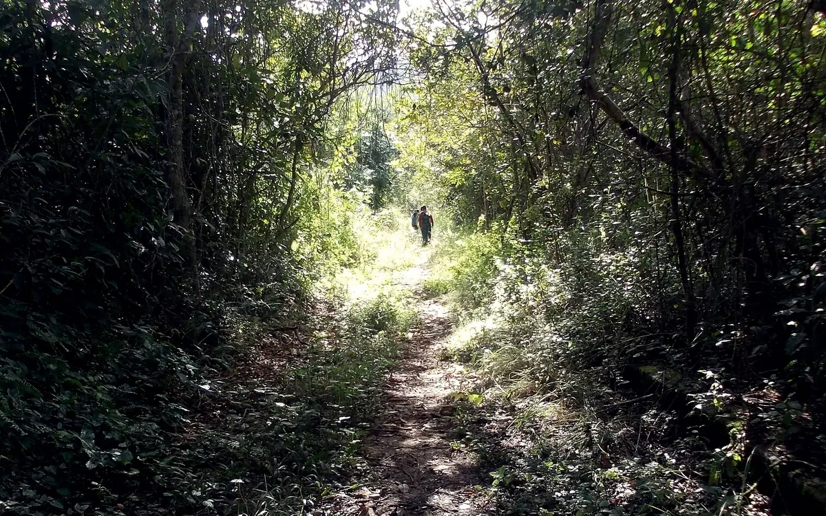 A narrow rainforest trail winding through dense green jungle on Ilha Grande