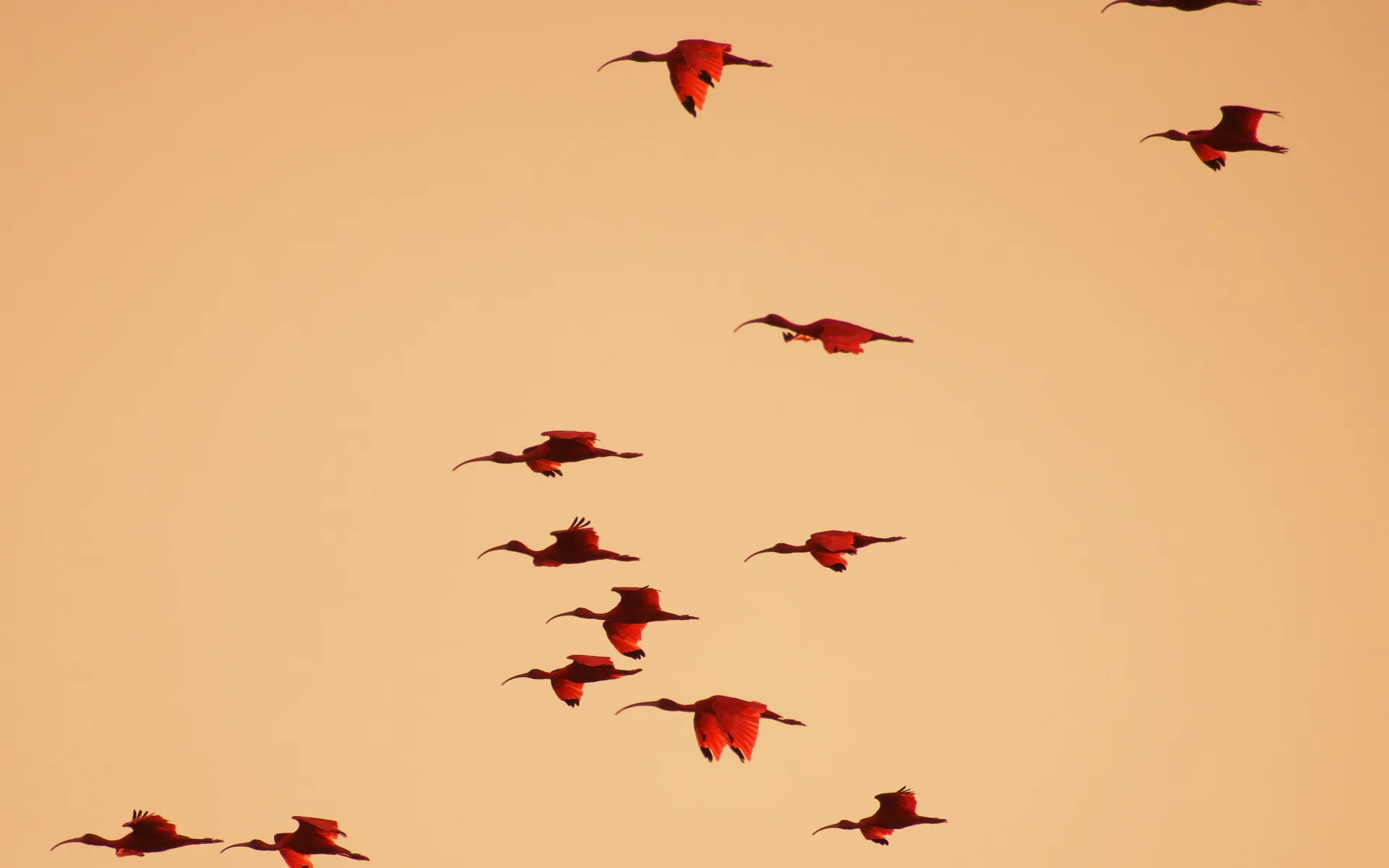Thousands of scarlet ibis turning the mangroves flame-red at dusk near Atins