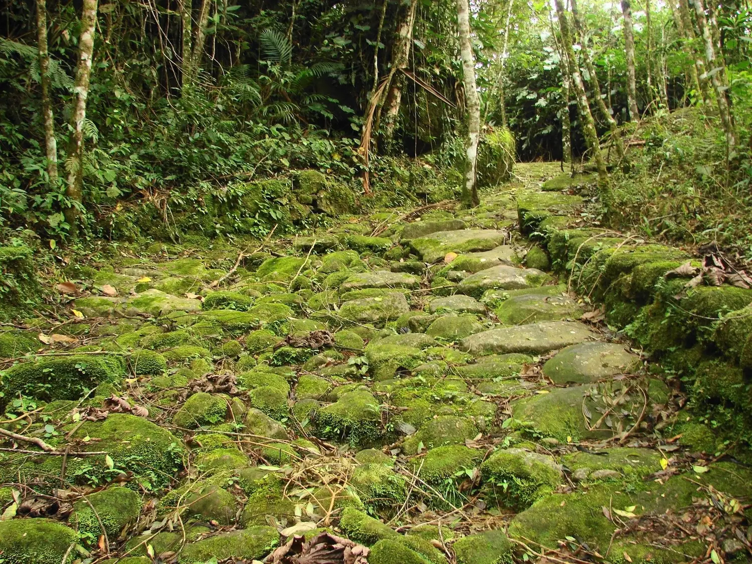 The moss-covered stone paving of the Gold Trail winding uphill through dense Atlantic rainforest near Paraty