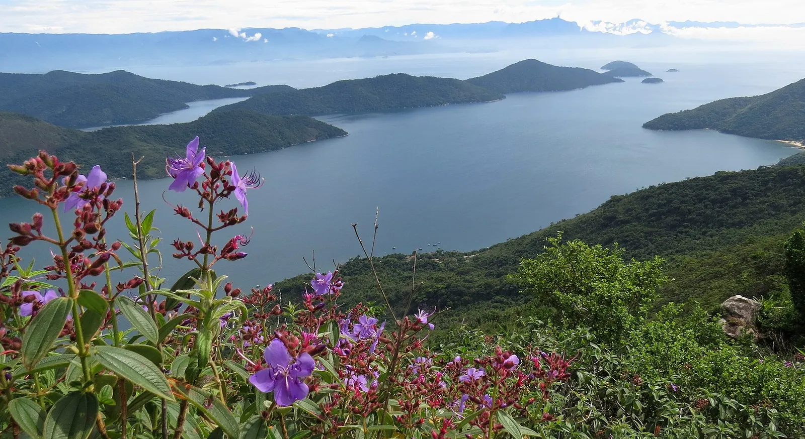 The Mamanguá fjord seen from the Sugarloaf peak, a long arm of calm sea between forested ridges with wildflowers in the foreground